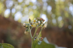 Solanum umbellatum