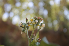 Solanum umbellatum