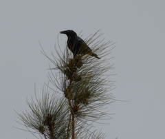 Corvus coronoides
