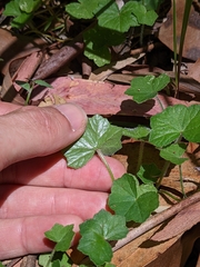 Hydrocotyle hirta