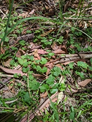 Hydrocotyle hirta