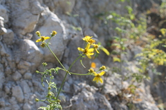 Bidens mexicana