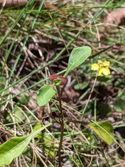 Sphaeromorphaea australis