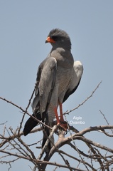 Melierax canorus canorus