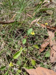 Sphaeromorphaea australis