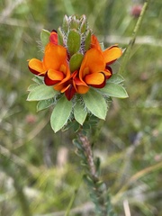 Pultenaea tuberculata