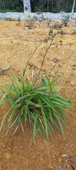 Dianella ensifolia