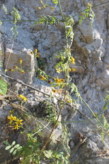 Bidens mexicana
