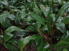 Aspidistra elatior