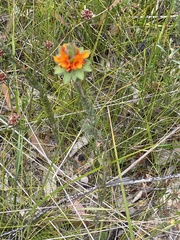 Pultenaea tuberculata