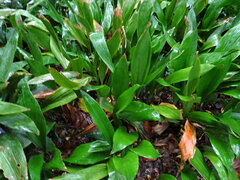 Aspidistra elatior