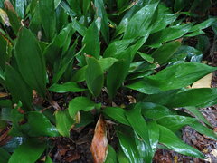 Aspidistra elatior