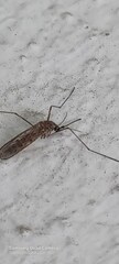 Culiseta longiareolata
