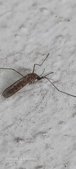 Culiseta longiareolata