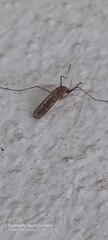 Culiseta longiareolata