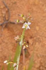 Dianella ensifolia