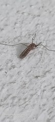 Culiseta longiareolata