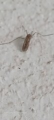 Culiseta longiareolata