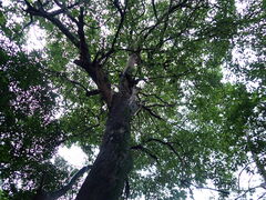 Lophostemon confertus