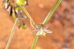 Dianella ensifolia