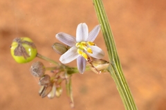 Dianella ensifolia