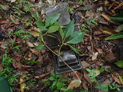 Lophostemon confertus