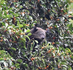 Arctictis binturong