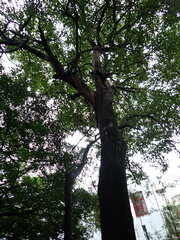 Lophostemon confertus