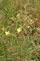 Ludwigia octovalvis