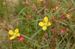Ludwigia octovalvis