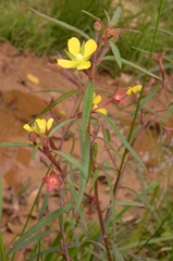Ludwigia octovalvis