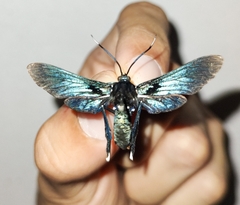 Macrocneme leucostigma