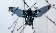 Macrocneme leucostigma