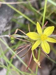 Tricoryne simplex