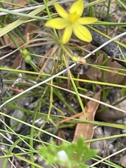 Tricoryne simplex