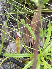 Tricoryne simplex