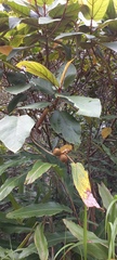 Ficus esquiroliana