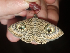 Calliodes pretiosissima
