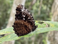 Elymnias nesaea