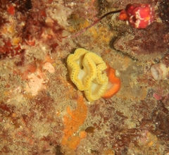 Sycozoa cerebriformis