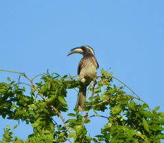 Lophoceros nasutus