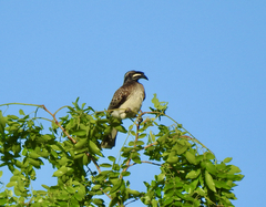 Lophoceros nasutus