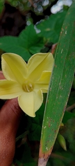 Camonea vitifolia