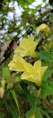 Camonea vitifolia