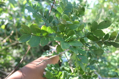 Zanthoxylum fagara
