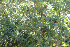 Zanthoxylum fagara