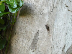 Birrima varians