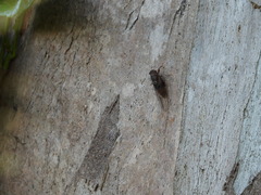 Birrima varians