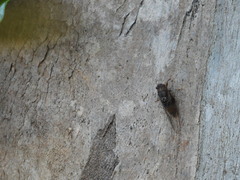 Birrima varians