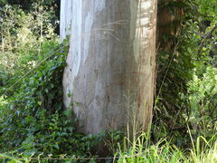 Birrima varians